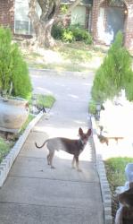 Found/Stray Male Dog last seen Centerville dr, Garland, TX 75040
