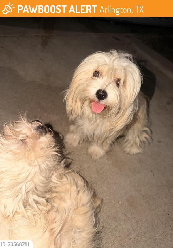 Found/Stray Unknown Dog last seen Sherry & Greenway St. By Joey Rodriguez Jr. High, Arlington, TX 76010