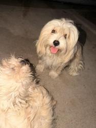 Found/Stray Unknown Dog last seen Sherry & Greenway St. By Joey Rodriguez Jr. High, Arlington, TX 76010