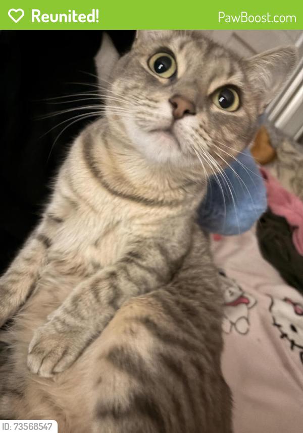 Reunited Female Cat last seen Cambridge st, Worcester, MA 01603