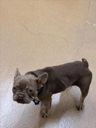 Shelter Stray Female Dog last seen WESTWOOD/PATRICK, 16 Barnes Ct, Hayward, CA 94544, USA