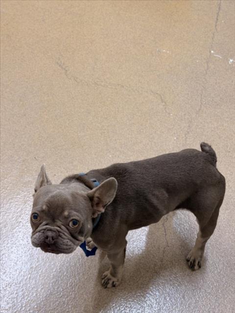 Shelter Stray Female Dog last seen WESTWOOD/PATRICK, 16 Barnes Ct, Hayward, CA 94544, USA