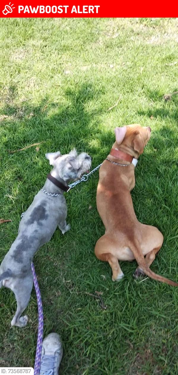 Lost Male Dog last seen Langosta y perca, Ciudad de México, CDMX 13270