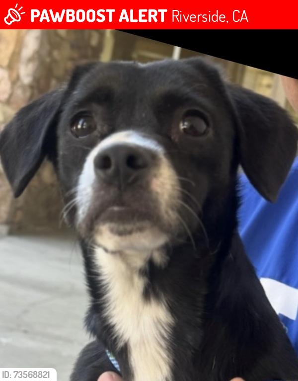 Lost Female Dog last seen Center and Iowa, Riverside, CA 92507