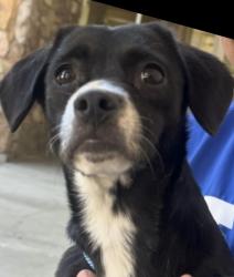 Lost Female Dog last seen Center and Iowa, Riverside, CA 92507