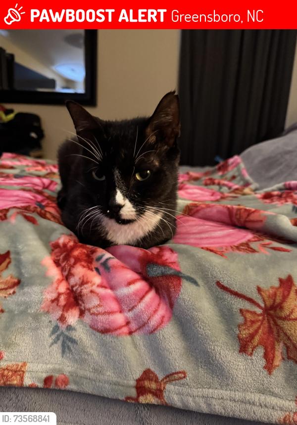 Lost Male Cat last seen Trinity Lakes neighborhood, Greensboro, NC 27401