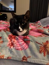 Lost Male Cat last seen Trinity Lakes neighborhood, Greensboro, NC 27401