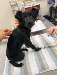 Shelter Stray Male Dog last seen PROMENADE PKWY / KYLER RD, 9150 Union Park Way, Elk Grove, CA 95624, USA