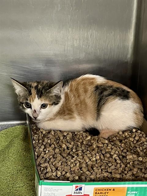 Shelter Stray Unknown Cat last seen Near BLOCK SE 29TH ST, OKLAHOMA CITY OK 73129, 2811 SE 29th St, Oklahoma City, OK 73129, USA