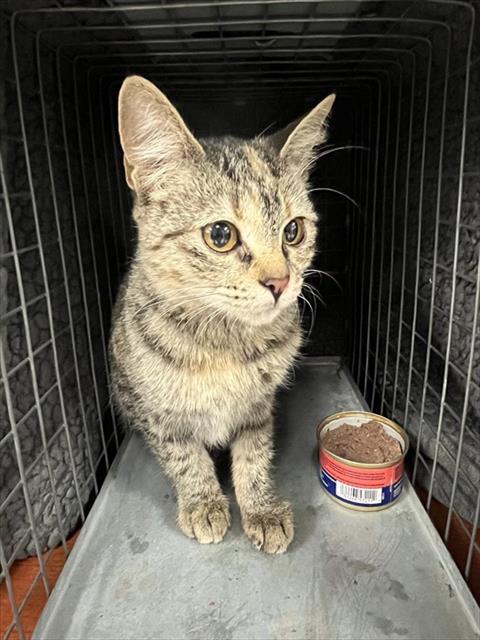 Shelter Stray Unknown Cat last seen Near BLOCK SE 29TH ST, OKLAHOMA CITY OK 73129, 2811 SE 29th St, Oklahoma City, OK 73129, USA