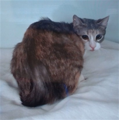 Shelter Stray Female Cat last seen PAUL REVERE ELEMENTARY-555 TOMKINS AVE, 1419 Bryant St, San Francisco, CA 94103, USA
