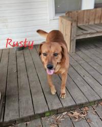 Lost Male Dog last seen Triad Park, Kernersville, NC 27284