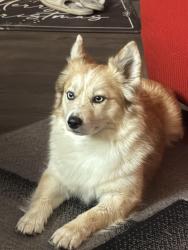 Lost Female Dog last seen Huntington and Hercules, Denton, TX 76207