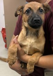 Shelter Stray Female Dog last seen HOME DEPOT - TOWNE CENTRE, 75150, TX, 1650 Gross Rd, Mesquite, TX 75149, USA