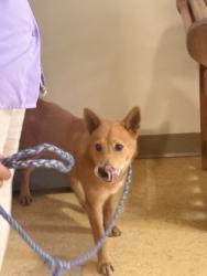 Shelter Stray Female Dog last seen Armstrong Park, Duncanville, TX, 1150 E Pleasant Run Rd, Cedar Hill, TX 75104, USA