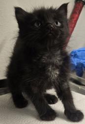 Shelter Stray Female Cat last seen Kenmore Dr W & E Weldon Ave, Fresno Zone Fresno CO 2 93703, CA, 1510 W Dan Ronquillo Dr, Fresno, CA 93706, USA