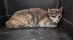 Shelter Stray Female Cat last seen Near PCT, BRONX, NY, 10473, 326 E 110th St, New York, NY 10029, USA