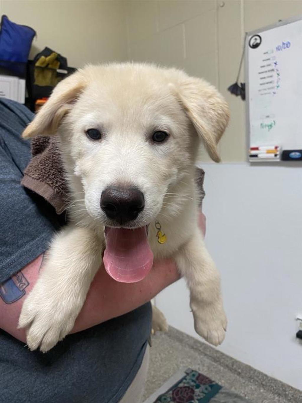 Shelter Stray Male Dog last seen Fort Vancouver Way and E McLoughlin Dr, VANCOUVER, WA, 98663, 1100 NE 192nd Ave, Vancouver, WA 98684, USA