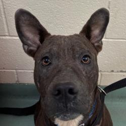 Shelter Stray Male Dog last seen , 2350 Appling City Cove, Memphis, TN 38133, USA
