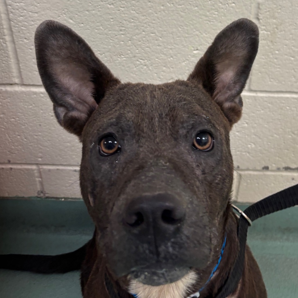 Shelter Stray Male Dog last seen , 2350 Appling City Cove, Memphis, TN 38133, USA