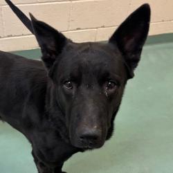 Shelter Stray Male Dog last seen , 2350 Appling City Cove, Memphis, TN 38133, USA