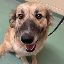 Shelter Stray Female Dog last seen , 2350 Appling City Cove, Memphis, TN 38133, USA
