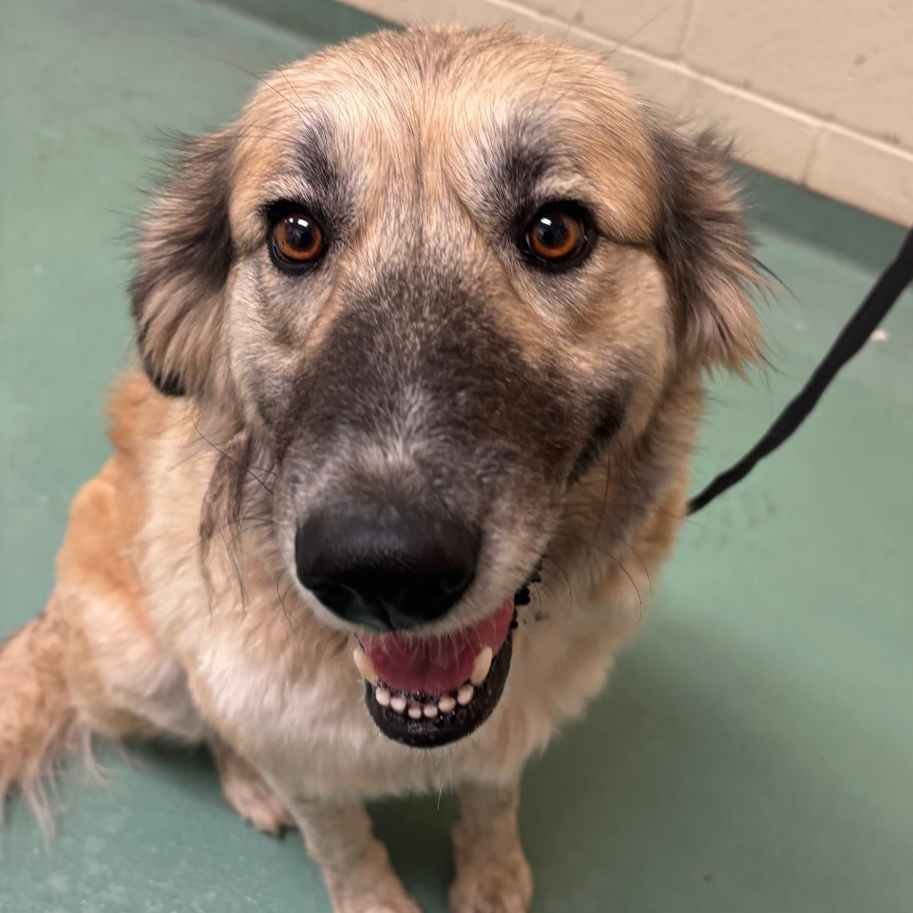 Shelter Stray Female Dog last seen , 2350 Appling City Cove, Memphis, TN 38133, USA