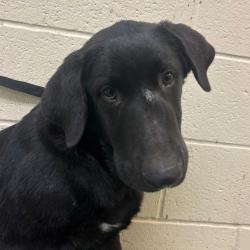 Shelter Stray Male Dog last seen , 2350 Appling City Cove, Memphis, TN 38133, USA