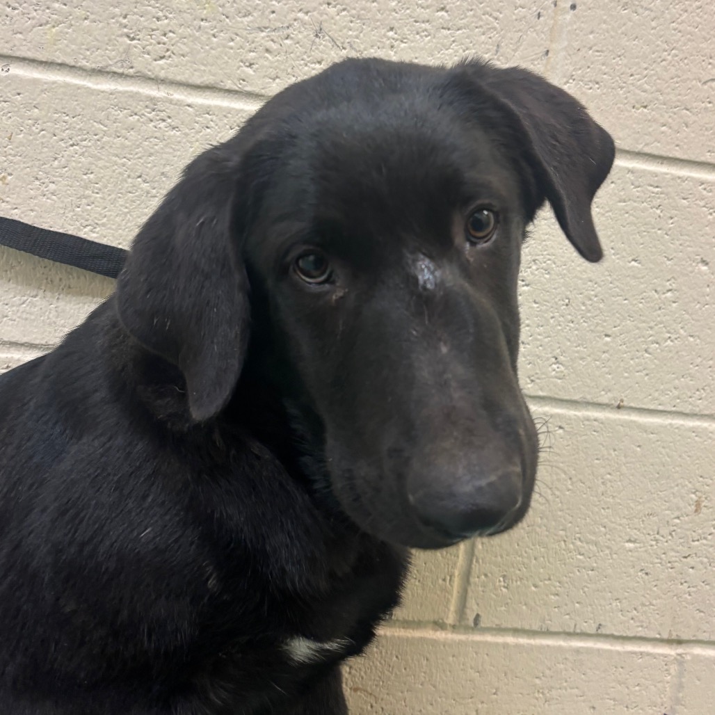 Shelter Stray Male Dog last seen , 2350 Appling City Cove, Memphis, TN 38133, USA