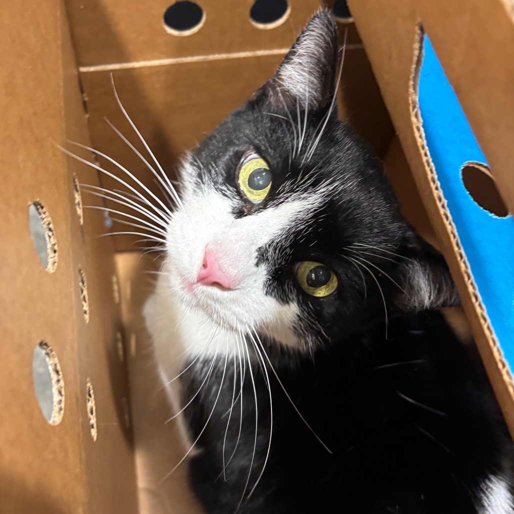 Shelter Stray Male Cat last seen , 3607 N Armenia Ave, Tampa, FL 33607, USA