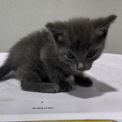 Shelter Stray Female Cat last seen , 3607 N Armenia Ave, Tampa, FL 33607, USA