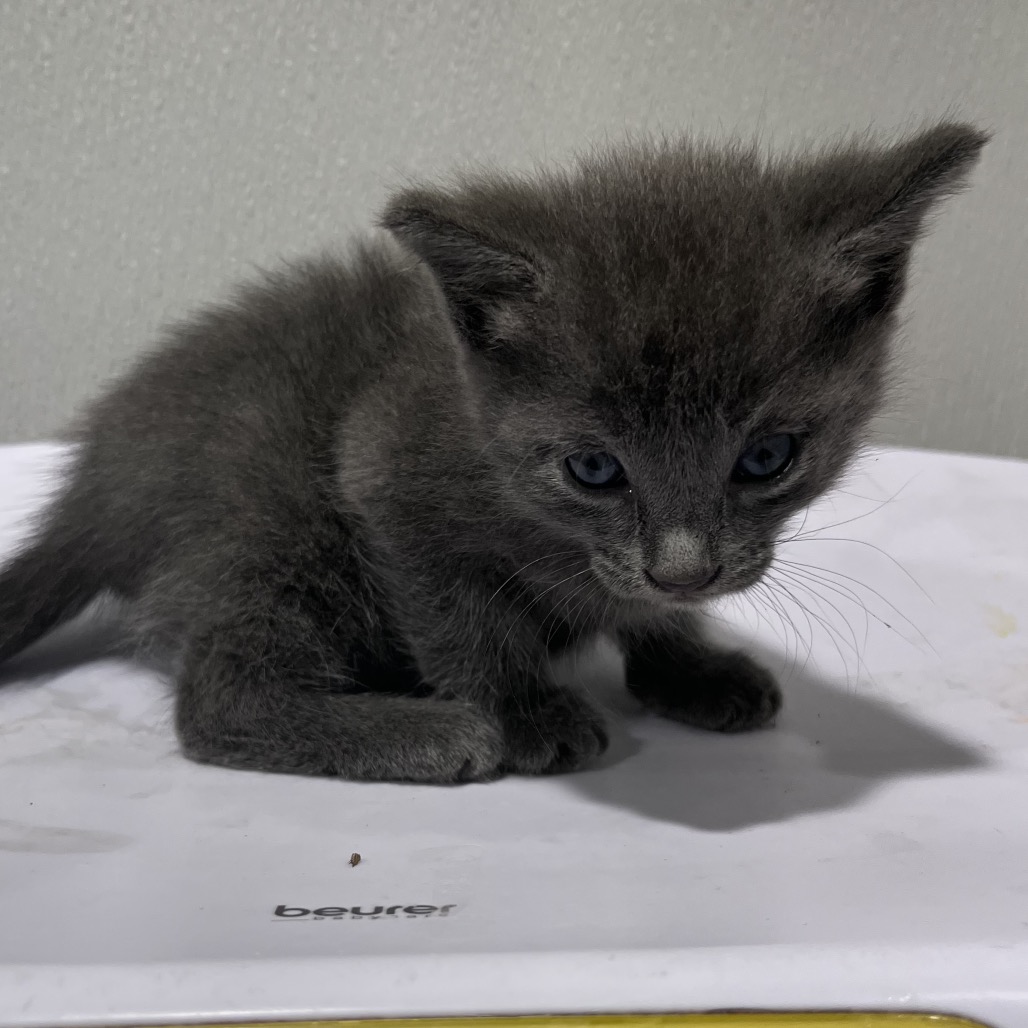 Shelter Stray Female Cat last seen , 3607 N Armenia Ave, Tampa, FL 33607, USA