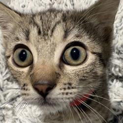 Shelter Stray Female Cat last seen , 3607 N Armenia Ave, Tampa, FL 33607, USA
