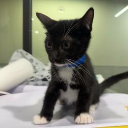 Shelter Stray Male Cat last seen , 3607 N Armenia Ave, Tampa, FL 33607, USA