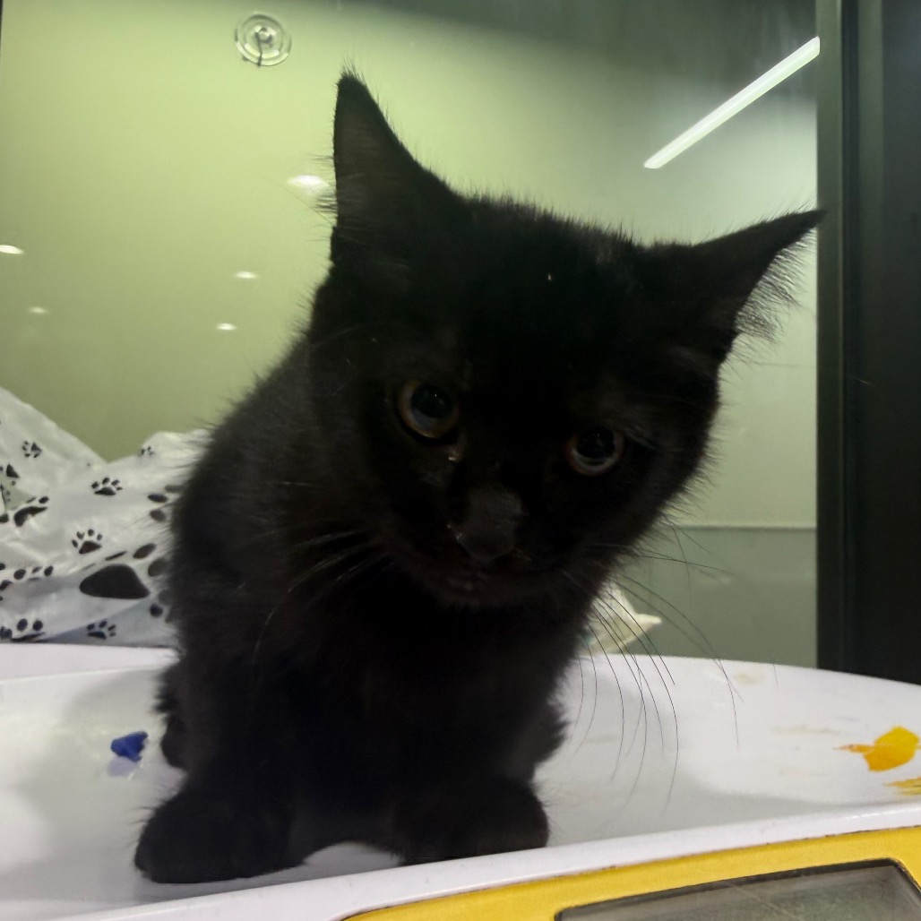 Shelter Stray Female Cat last seen , 3607 N Armenia Ave, Tampa, FL 33607, USA