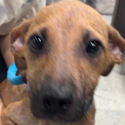 Shelter Stray Female Dog last seen , 3607 N Armenia Ave, Tampa, FL 33607, USA