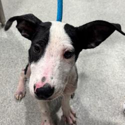 Shelter Stray Female Dog last seen , 3607 N Armenia Ave, Tampa, FL 33607, USA