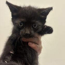 Shelter Stray Female Cat last seen , 3607 N Armenia Ave, Tampa, FL 33607, USA