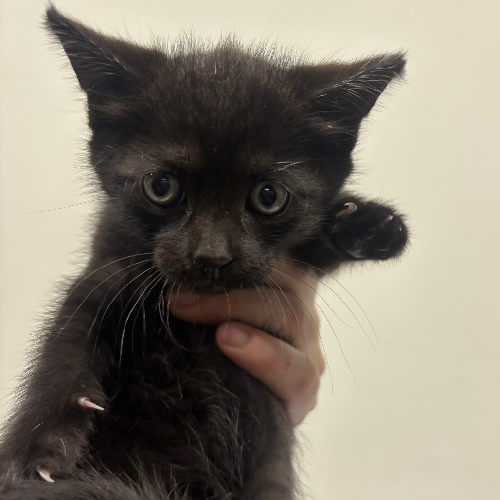 Shelter Stray Female Cat last seen , 3607 N Armenia Ave, Tampa, FL 33607, USA