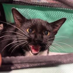 Shelter Stray Female Cat last seen , 3607 N Armenia Ave, Tampa, FL 33607, USA