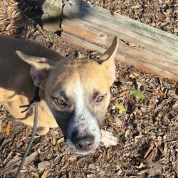 Shelter Stray Female Dog last seen , 3607 N Armenia Ave, Tampa, FL 33607, USA