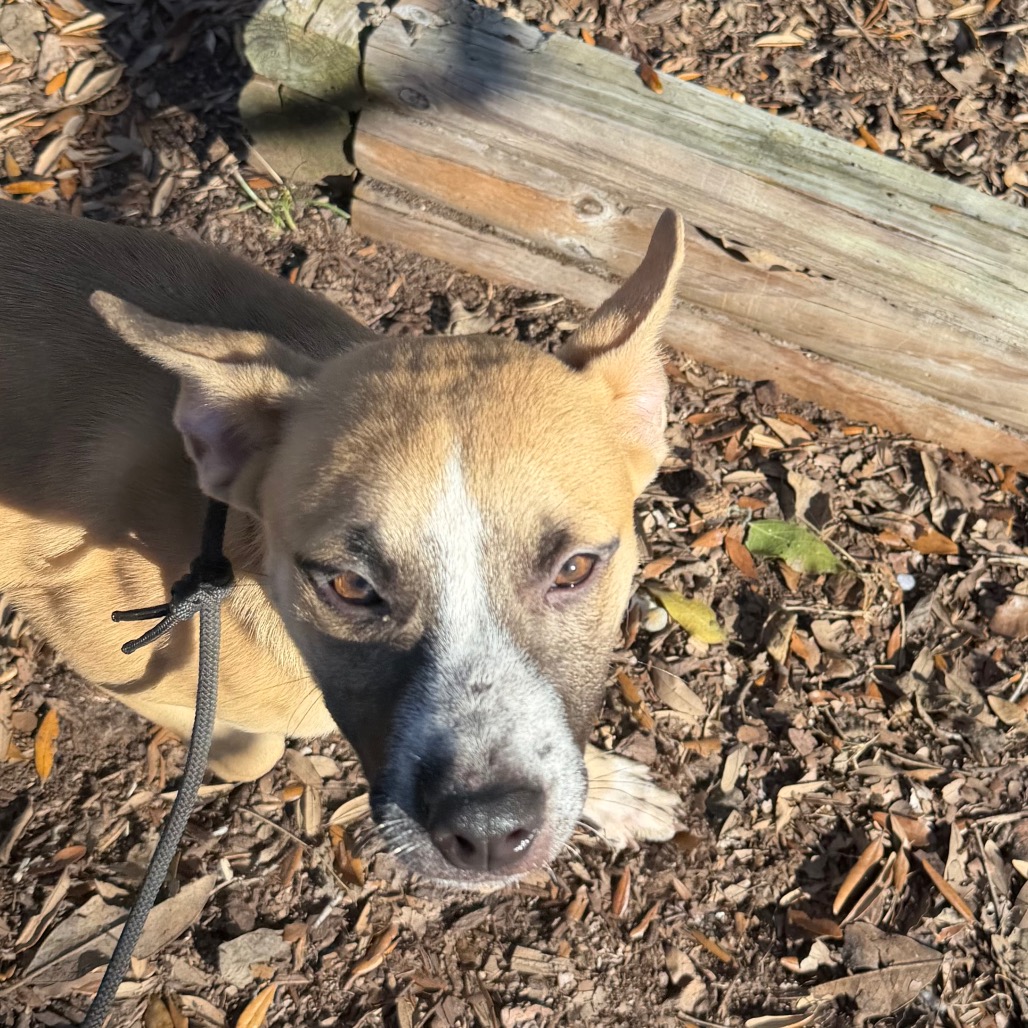 Shelter Stray Female Dog last seen , 3607 N Armenia Ave, Tampa, FL 33607, USA