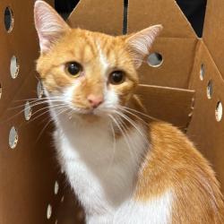Shelter Stray Male Cat last seen , 3607 N Armenia Ave, Tampa, FL 33607, USA