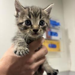 Shelter Stray Male Cat last seen , 3607 N Armenia Ave, Tampa, FL 33607, USA