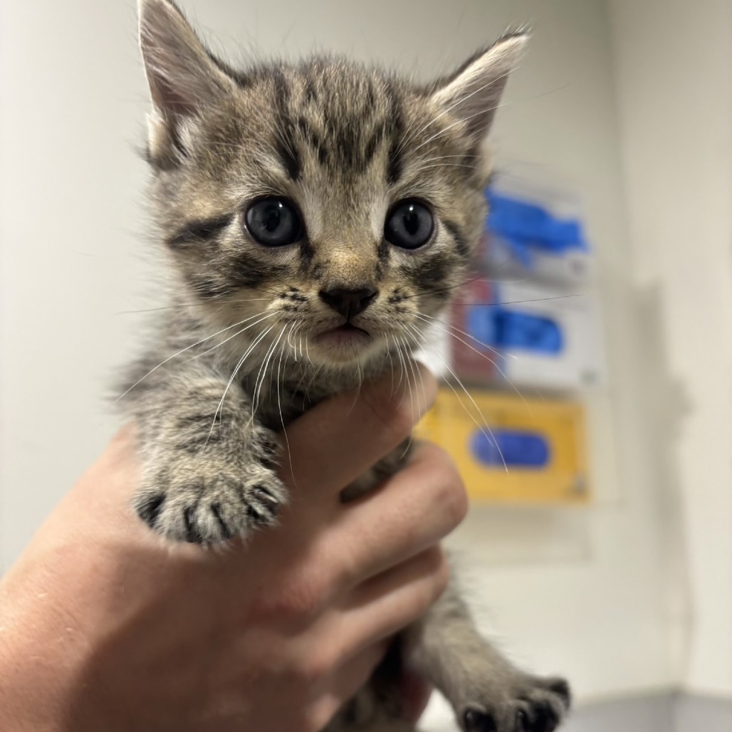 Shelter Stray Male Cat last seen , 3607 N Armenia Ave, Tampa, FL 33607, USA
