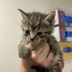 Shelter Stray Female Cat last seen , 3607 N Armenia Ave, Tampa, FL 33607, USA