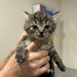 Shelter Stray Female Cat last seen , 3607 N Armenia Ave, Tampa, FL 33607, USA