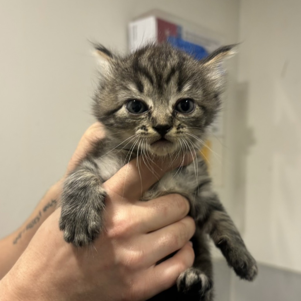 Shelter Stray Female Cat last seen , 3607 N Armenia Ave, Tampa, FL 33607, USA