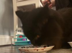 Reunited Male Cat last seen Des Plaines River Trail- Yellow Trail Unpaved by Big Bend Lake, Des Plaines, IL 60016