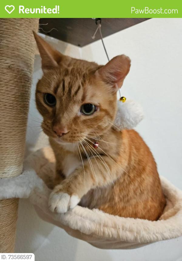Reunited Male Cat last seen Near Lexingdale Dr, Orlando, FL 32828, USA, Orlando, FL 32828